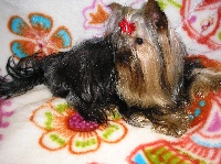 Étalon Yorkshire Terrier - Helios Du mystere d'arroc