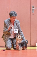 Étalon Yorkshire Terrier - Hinaé of lady ophélie