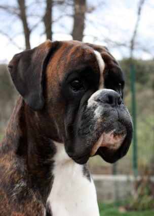 CH. laurin's boxer Alim