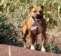 Étalon American Staffordshire Terrier - Hola guapa (Sans Affixe)