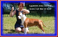 Étalon American Staffordshire Terrier - Jch.golden lady King Of Staffs