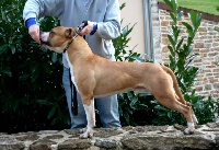 Étalon American Staffordshire Terrier - Berreta revolver of almaden