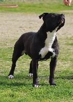 Étalon American Staffordshire Terrier - Gaita the Good Dogs Passion