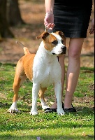 Étalon American Staffordshire Terrier - Ayame athena (Sans Affixe)