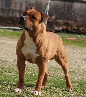 Étalon American Staffordshire Terrier - Creed apollo Des jardins de margaux
