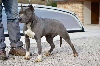 Étalon American Staffordshire Terrier - Scott's  Code blue