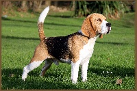 Étalon Beagle - Fas'toch de Maxcecan