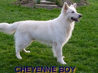 Étalon Berger Blanc Suisse - Cheyenne boy des prés du Ternois