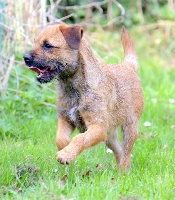 Étalon Border Terrier - I am Des petites nouches