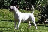 Étalon Bull Terrier - Heaven White Inside lane