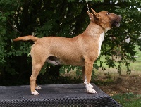 Étalon Bull Terrier Miniature - CH. Jr. bubblegum dinastija