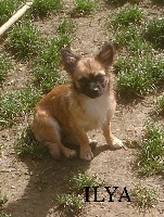 Étalon Chihuahua - Ilya (Sans Affixe)