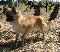Étalon Chihuahua - Isabella du domaine de l'orée du bois