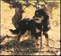 Étalon Chihuahua - Imperatrice sissi du domaine de l'orée du bois