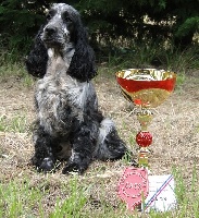 Étalon Cocker Spaniel Anglais - Frise dite fila de made in Roques