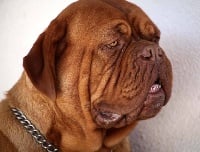 Étalon Dogue de Bordeaux - Harmonieuse douceur Red Dog Demars