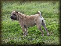 Étalon Shar Pei - Häagen-dazs dulce de leche du Bouquet d'Epices