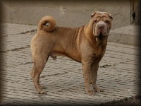 Étalon Shar Pei - Non-stop veseliy gremlin