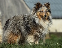 Étalon Shetland Sheepdog - Irish De la combe berail
