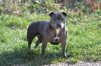 Étalon Staffordshire Bull Terrier - Huta dite xena Von melkev kamp