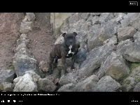 Étalon Staffordshire Bull Terrier - Irose des gardiens de Molly