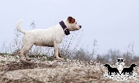 Étalon Staffordshire Bull Terrier - Hizzy white pom-pom De Kenny's Family
