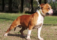 Étalon Staffordshire Bull Terrier - Golyath maximus power (Sans Affixe)