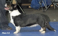 Étalon Welsh Corgi Cardigan - Even better Of saint hilaire'spark