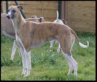 Étalon Whippet - Gwenn'univers Of Howgate Wonder