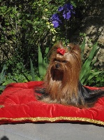 Étalon Yorkshire Terrier - First lady de l'argos du Lys