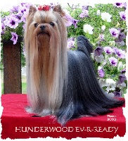 Étalon Yorkshire Terrier - CH. Hunderwood Ev-r-ready