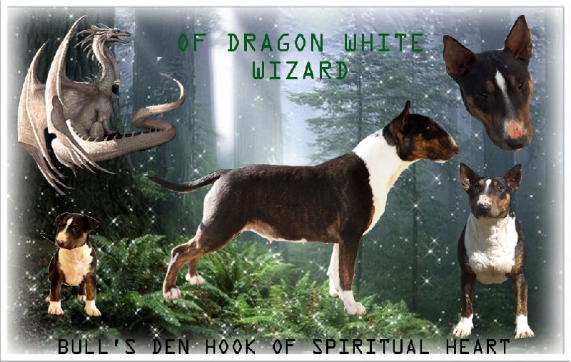 Publication : Of Dragon White Wizard  Auteur : N Verdier