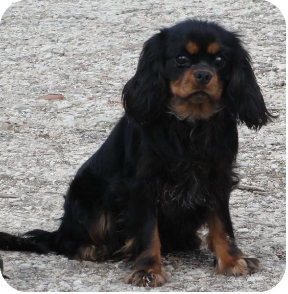 Chien Cavalier King Charles Spaniel Indiana de la Vallée des Corbeaux