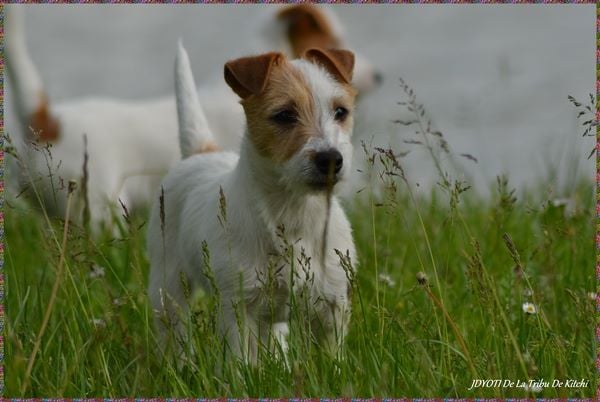 Jack Russell Terrier - Jdyoti De la tribu de kitchi