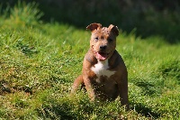 Étalon American Staffordshire Terrier - Rhea (Sans Affixe)