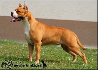 Étalon American Staffordshire Terrier - J ch amazing audrey noble class