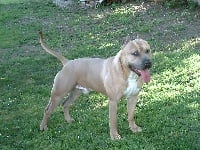 Étalon American Staffordshire Terrier - Voltorh du domaine de Zeus