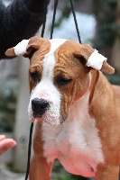 Étalon American Staffordshire Terrier - Virginia king of ring's