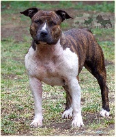 Étalon American Staffordshire Terrier - Give me love Du Domaine De Babylone