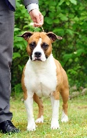 Étalon American Staffordshire Terrier - CH. All star duéto