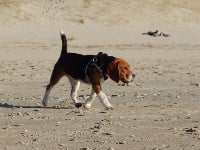 Étalon Beagle - Idylle de Mont Joui