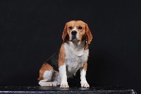 Étalon Beagle - Edis (Sans Affixe)