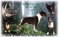 Étalon Bull Terrier - Bull's Den Hook of spiritual heart