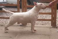 Étalon Bull Terrier - Napier Precious lady