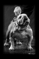 Étalon Bulldog Anglais - Esmeralda el bimbo du Domaine de Peyrehaut