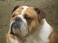 Étalon Bulldog Anglais - H'oara scarlett du Domaine de Miss Betty