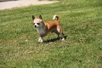 Étalon Chihuahua - Indiana jones Des Petits Empereurs