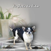 Étalon Chihuahua - Gaga-lady Du domaine de lomont
