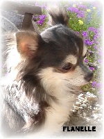 Étalon Chihuahua - Flanelle du chemin de l'Eldorado