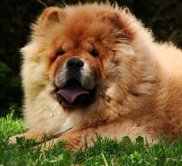 Étalon Chow Chow - Iloa De Goa Ai Li Chow